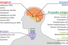 Poradnia endokrynologiczna